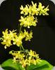 Phal. Stone Dance var. yellow - mit 2 Bltenrispen